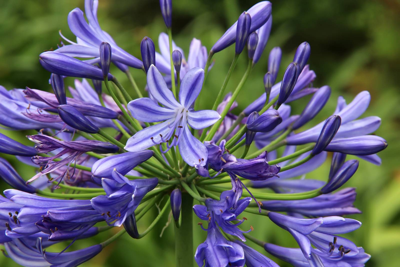 L'agapanthus si riconosce per le sue incantevoli e grandi infiorescenze sferiche o a ombrello.