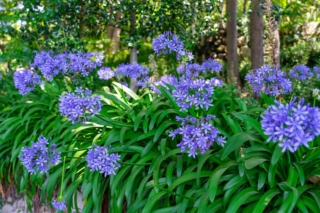 Per fiorire e crescere sano, l'agapanthus ha bisogno di almeno 5-6 ore di luce solare diretta al giorno.