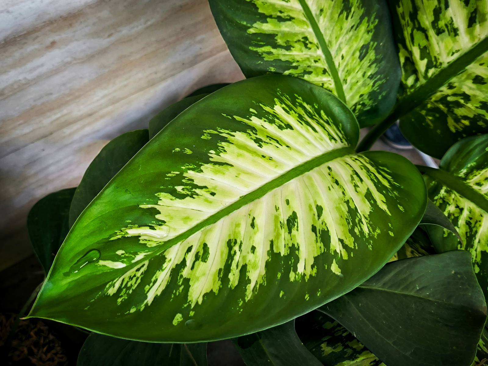 La dieffenbachia è una bellissima pianta tropicale d’appartamento amata per le sue grandi foglie variegate bianche e verdi. La dieffenbachia è una bellissima pianta tropicale d’appartamento amata per le sue grandi foglie variegate bianche e verdi.