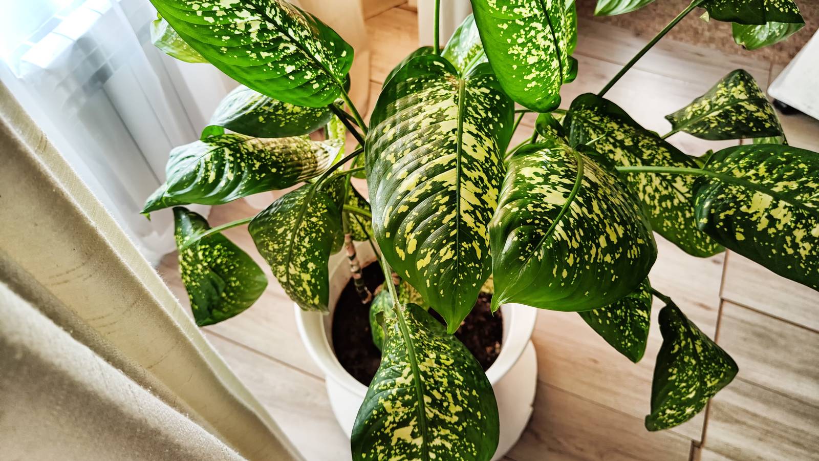 Per la sua delicatezza, la dieffenbachia va coltivata esclusivamente in vaso in Italia. Per la sua delicatezza, la dieffenbachia va coltivata esclusivamente in vaso in Italia.