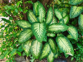 La dieffenbachia ha bisogno di molta luce e temperature superiori ai 15°C. La dieffenbachia ha bisogno di molta luce e temperature superiori ai 15°C.