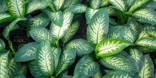 Dieffenbachia Dieffenbachia