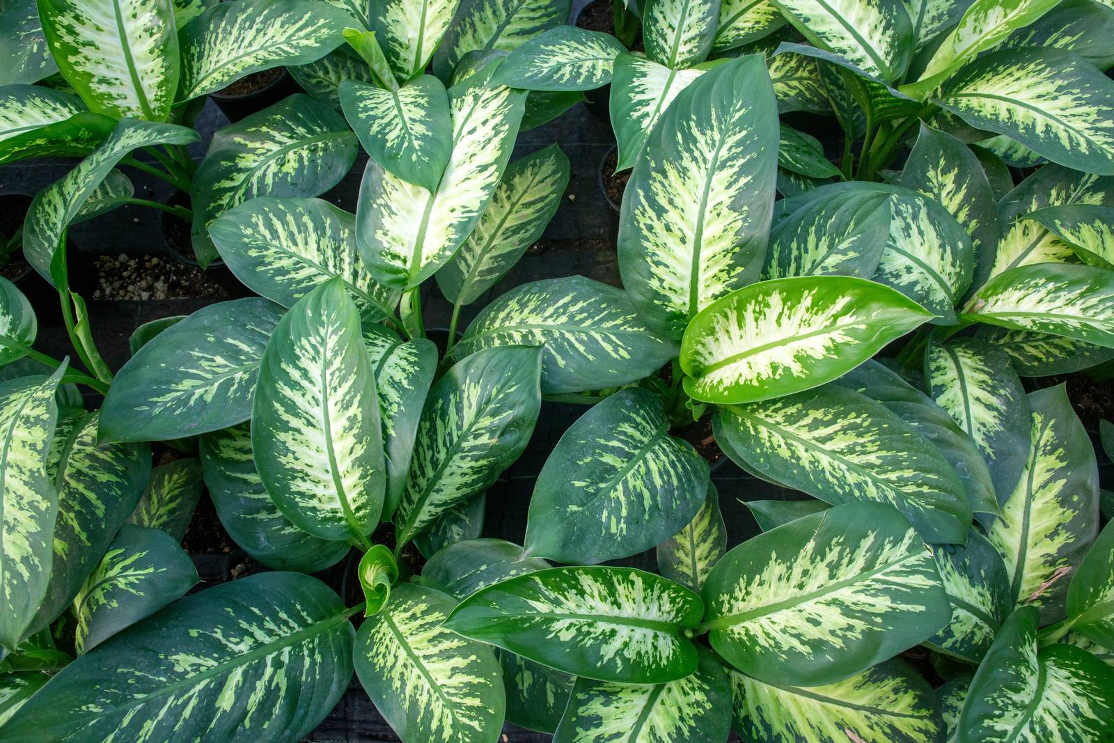 La dieffenbachia va coltivata in un vaso non eccessivamente grande, riempito con terriccio leggero, ben drenante e umido ma mai inzuppato. La dieffenbachia va coltivata in un vaso non eccessivamente grande, riempito con terriccio leggero, ben drenante e umido ma mai inzuppato.