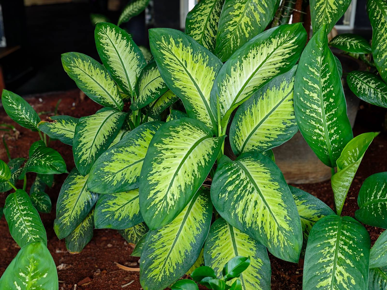 Se ben curata e posta in un ambiente idoneo, la dieffenbachia può vivere molto anni. Se ben curata e posta in un ambiente idoneo, la dieffenbachia può vivere molto anni.