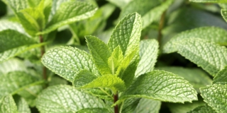 Menta (pianta)