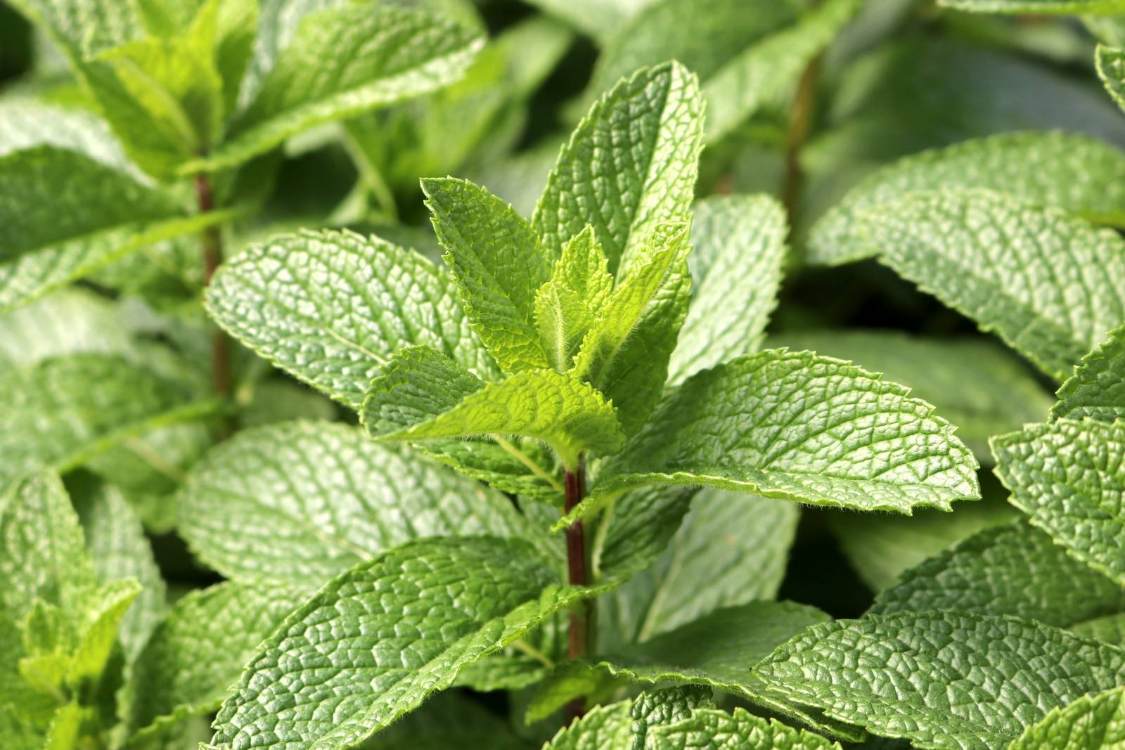 Le foglie di menta hanno una forma lanceolata e, se sfregate, emanano il caratteristico profumo fresco e balsamico che tutti conosciamo. Le foglie di menta hanno una forma lanceolata e, se sfregate, emanano il caratteristico profumo fresco e balsamico che tutti conosciamo.