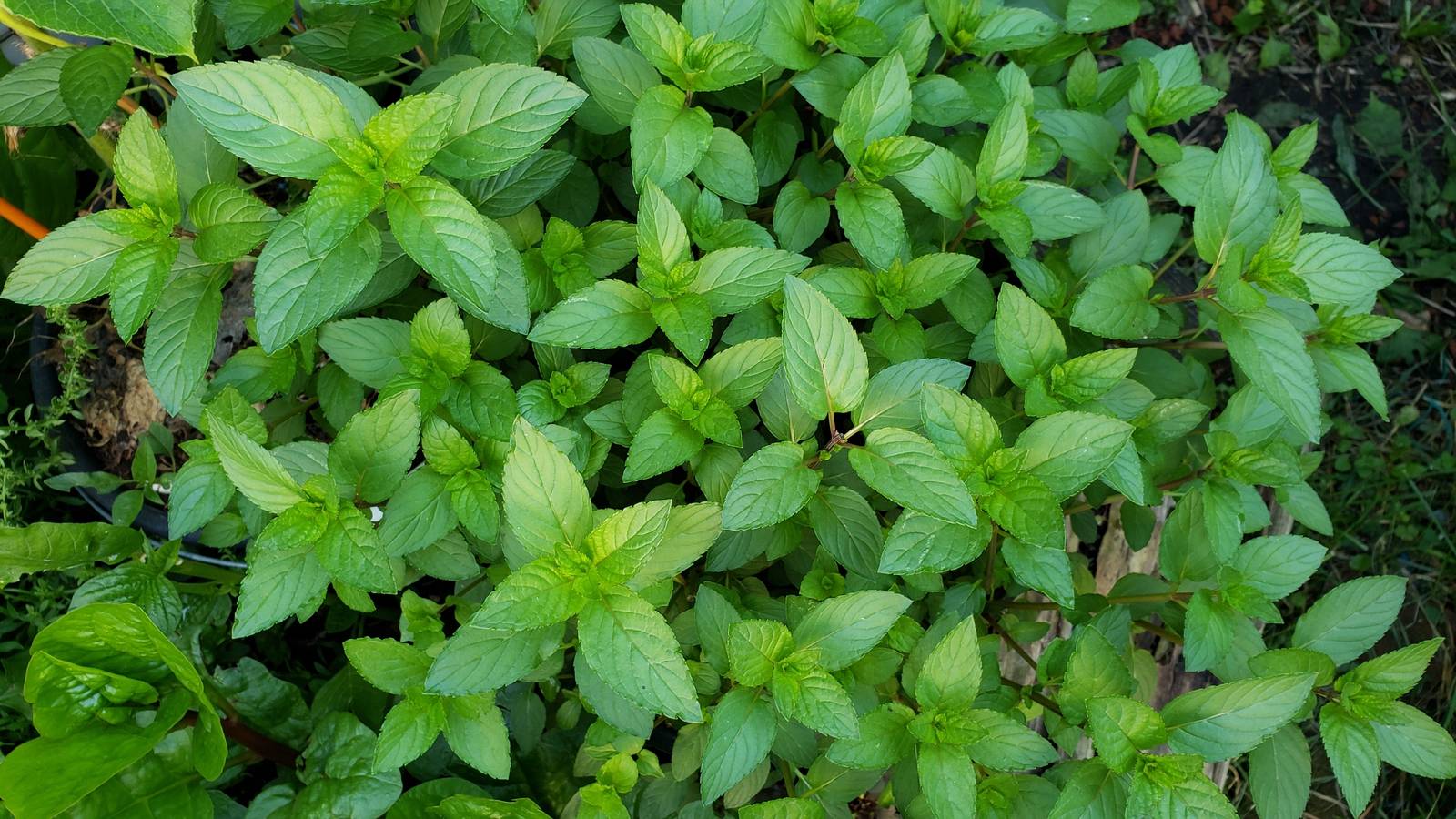 La menta ha bisogno di crescere in un terreno fertile, ma le concimazioni vanno limitate per evitare che si sviluppi in modo irregolare. La menta ha bisogno di crescere in un terreno fertile, ma le concimazioni vanno limitate per evitare che si sviluppi in modo irregolare.