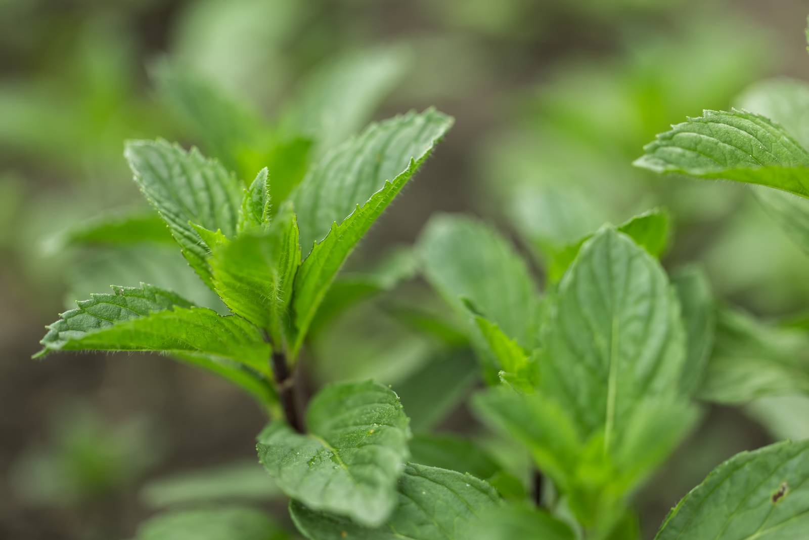 Le foglioline di menta andrebbero raccolte la mattina presto, recidendo l'intero stelo. Le foglioline di menta andrebbero raccolte la mattina presto, recidendo l'intero stelo.