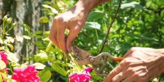 Talea di rosa