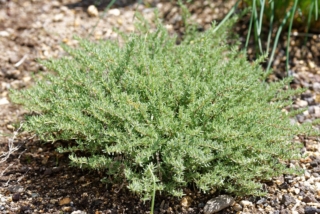 Il timo non è solo un'aromatica utilizzatissima in cucina, ma vanta molte virtù benefiche, ad esempio digestive.