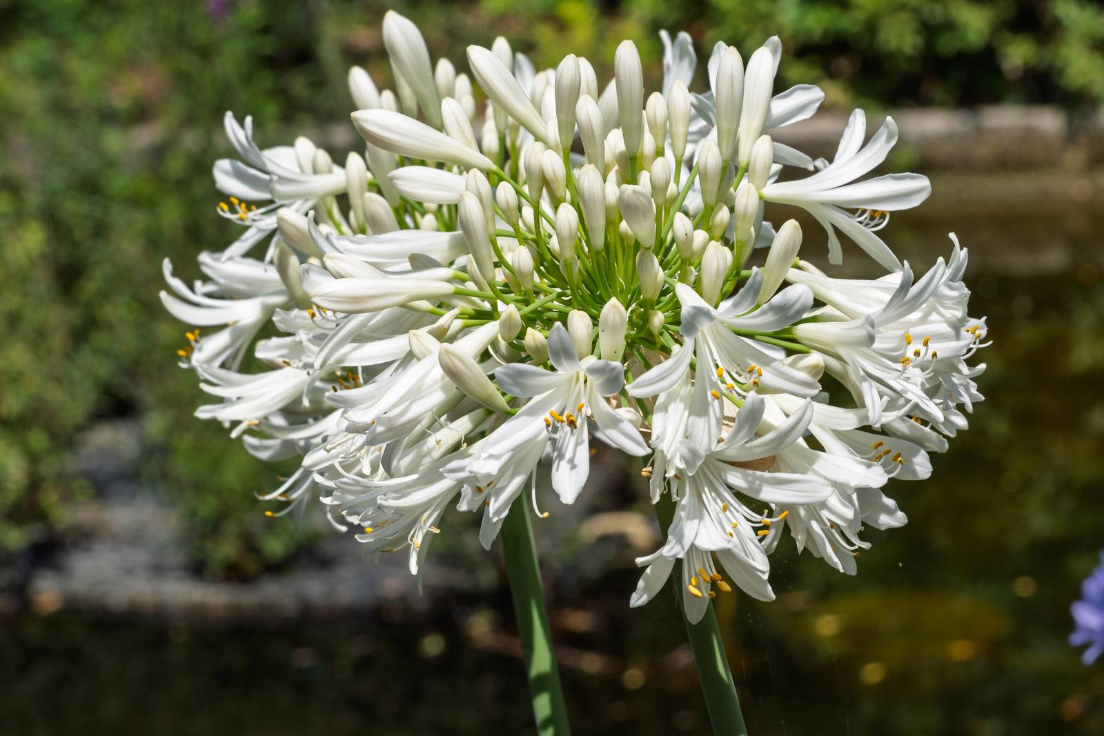 Anche se spesso l'agapanthus presenta fiori dalle affascinanti tonalità blu o violacee, esistono varietà a fiori bianchi altrettanto decorative.
