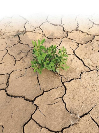 Suolo-arido