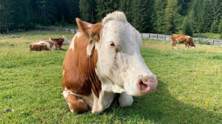 Bovino
