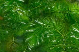 Ceratophyllum demersum Ceratophyllum demersum