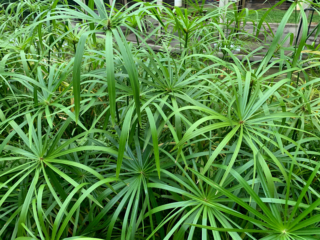 Cyperus for the lake Cyperus for the lake