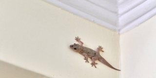 Geco in casa