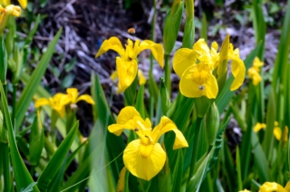 Iris pseudacorus Iris pseudacorus