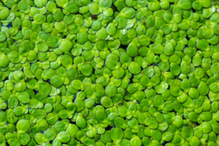 Lemna Minor Lemna Minor