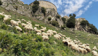 Foto tratta dal sito scuolagiovanipastori.crea.gov.it