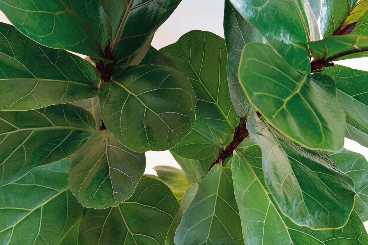 Pianta ficus nano