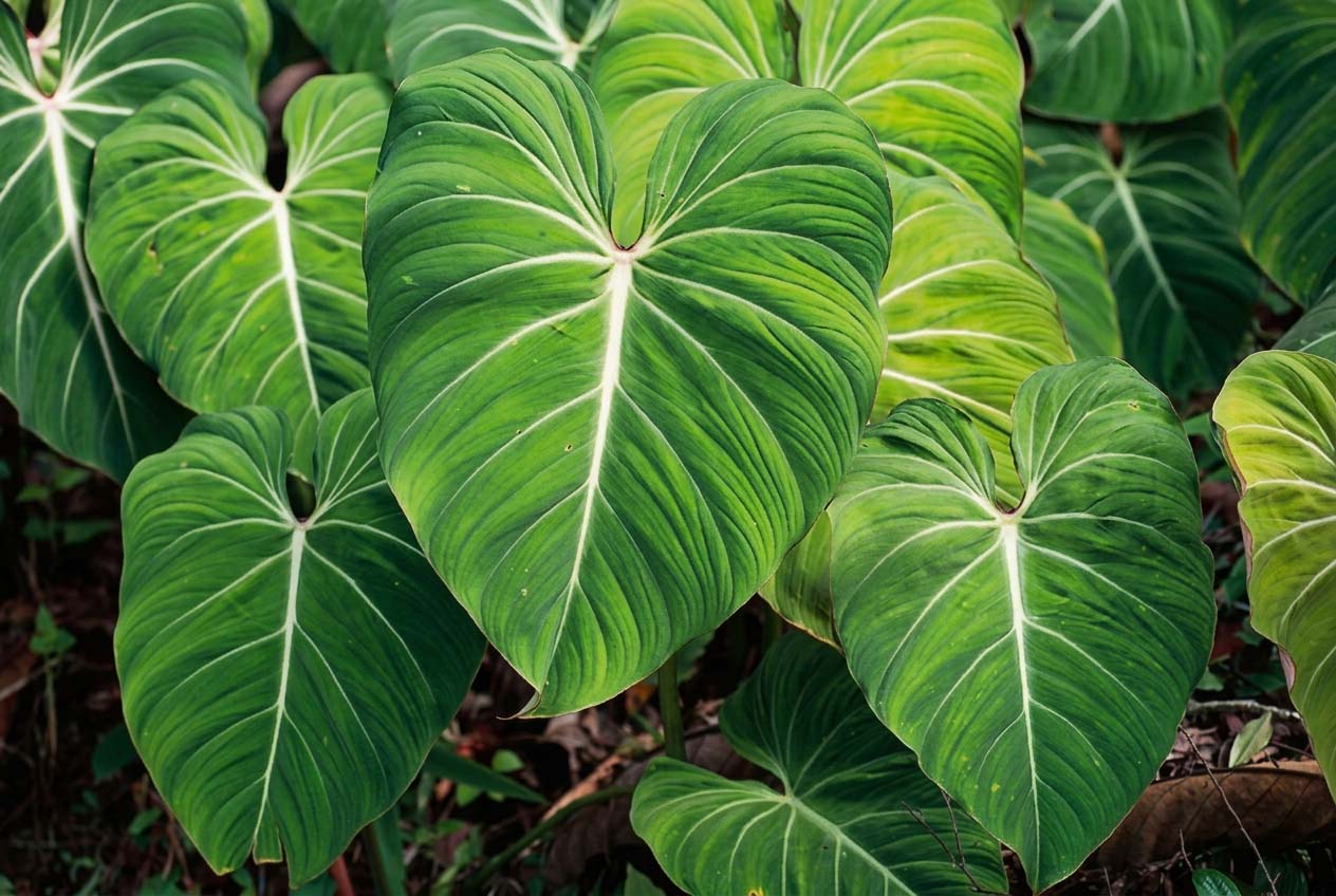 Pianta filodendro