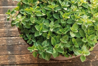 Pianta origano