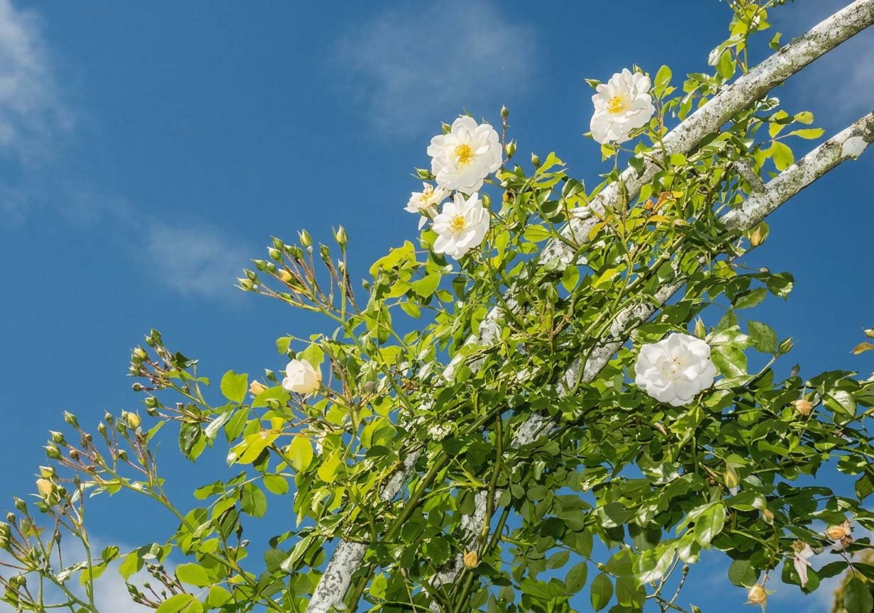 Pianta rosa rampicante