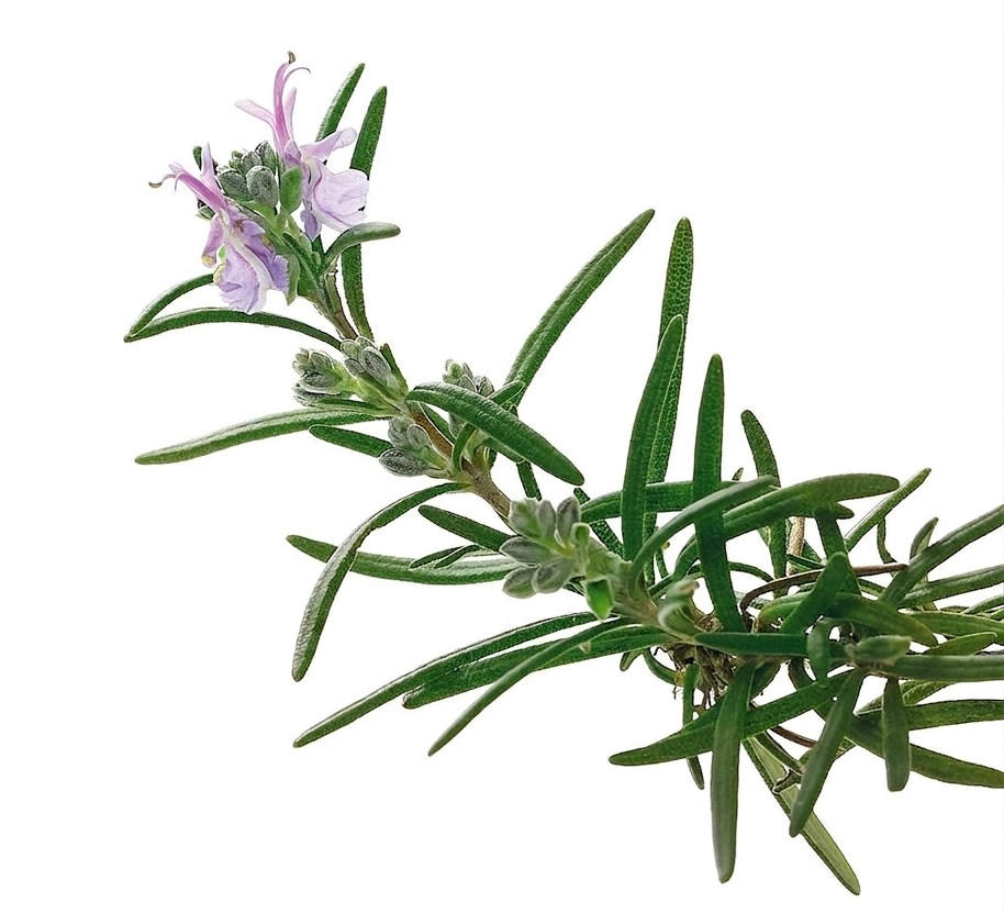 Pianta rosmarino