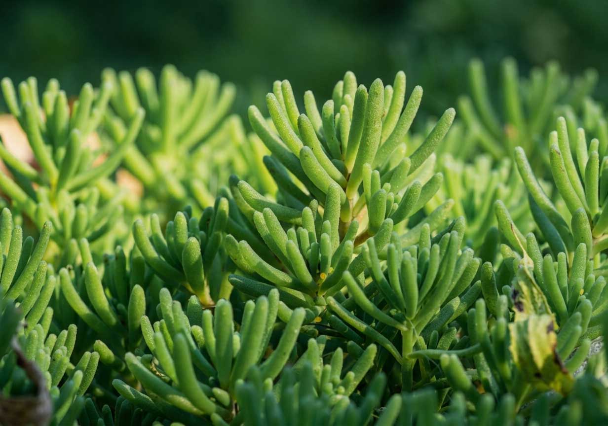Pianta sedum