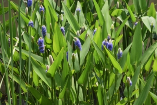 Pontederia cordata Pontederia cordata
