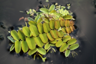 Salvinia natans Salvinia natans