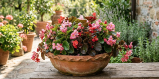 Come coltivare la begonia nella ciotola