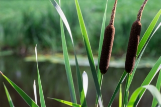 Typha plant Typha plant