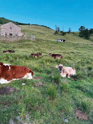 Vita-da-montagna