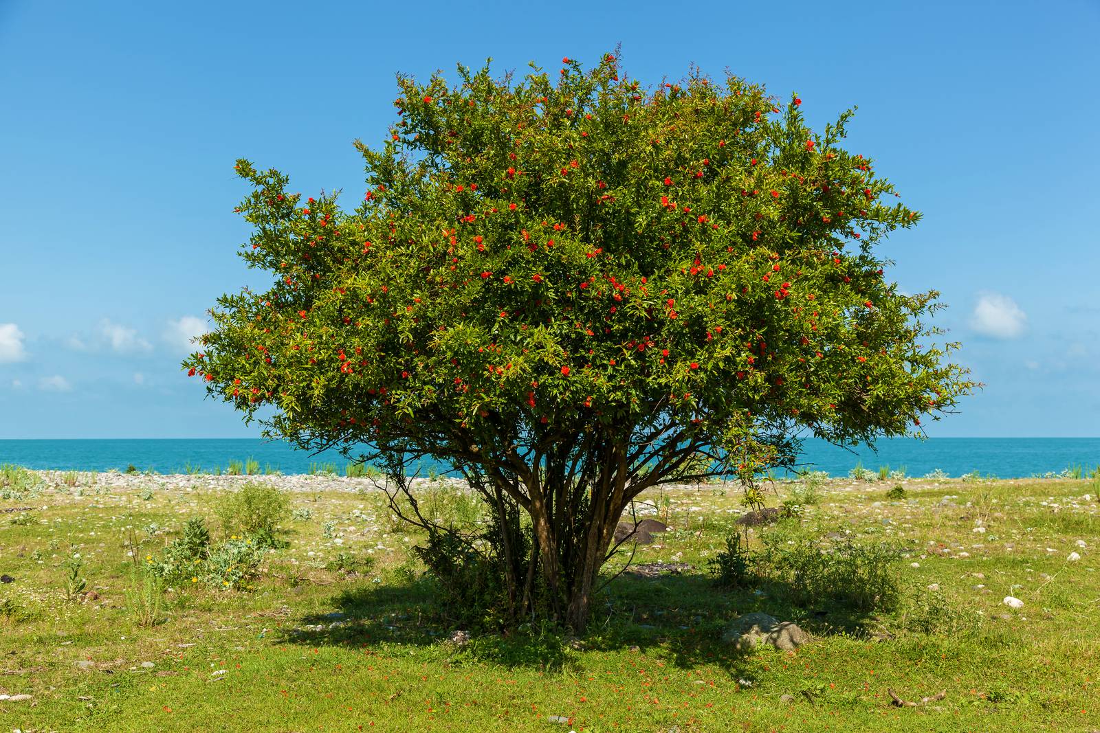 Il melograno è una pianta antichissima, che non raggiunge dimensioni imponenti e tende a essere coltivato come esemplare isolato. Il melograno è una pianta antichissima, che non raggiunge dimensioni imponenti e tende a essere coltivato come esemplare isolato.