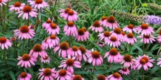 Coltivare echinacea in vaso e giardino