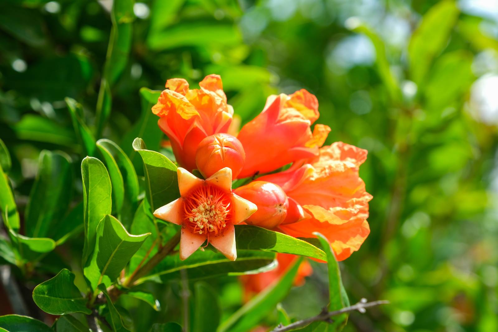 Il melograno fiorisce sul finire della primavera, producendo infiorescenze di un bellissimo colore rosso-arancio molto acceso. Il melograno fiorisce sul finire della primavera, producendo infiorescenze di un bellissimo colore rosso-arancio molto acceso.