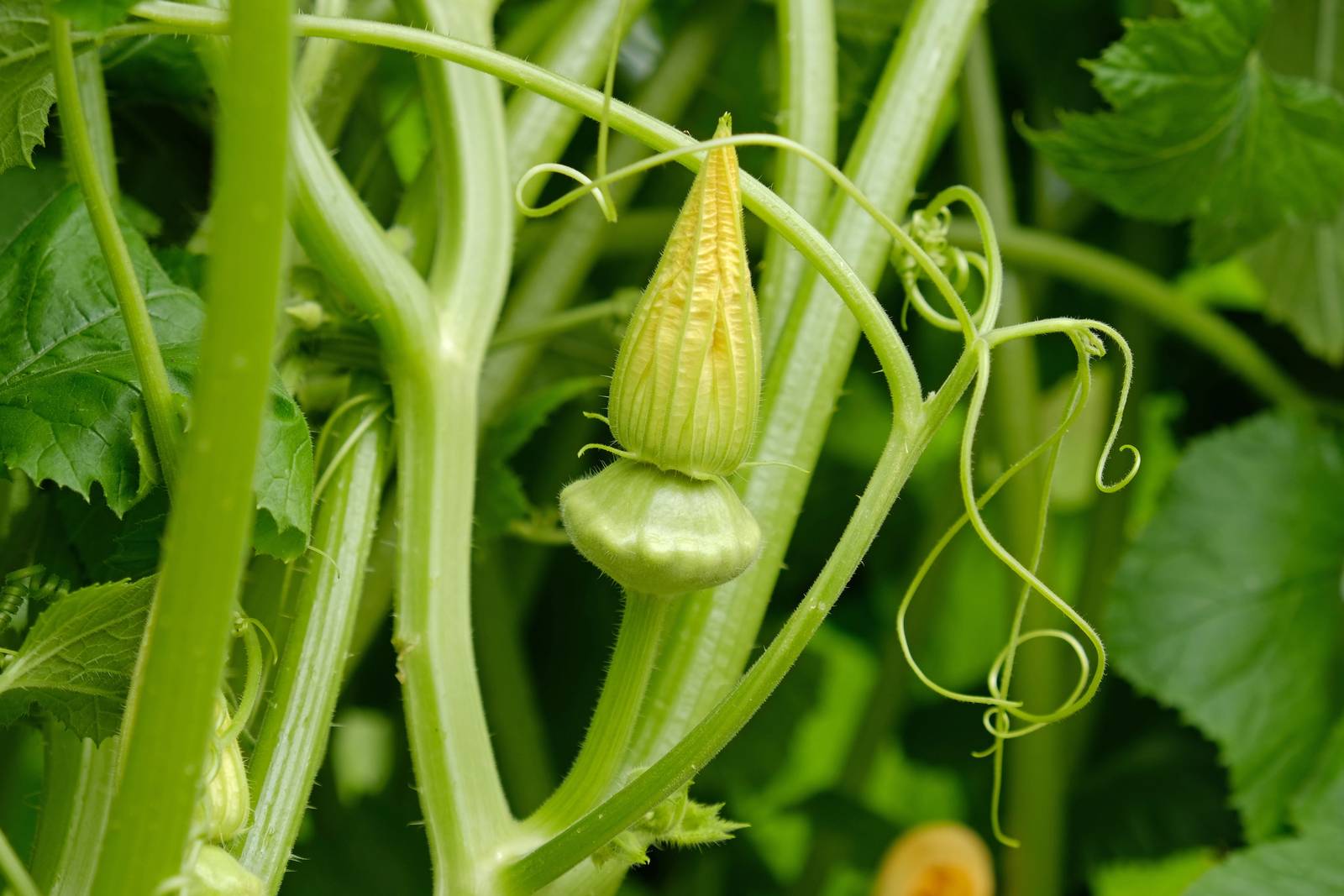 I fiori di zucca compaiono in estate e sono molto apprezzati in cucina. I fiori di zucca compaiono in estate e sono molto apprezzati in cucina.