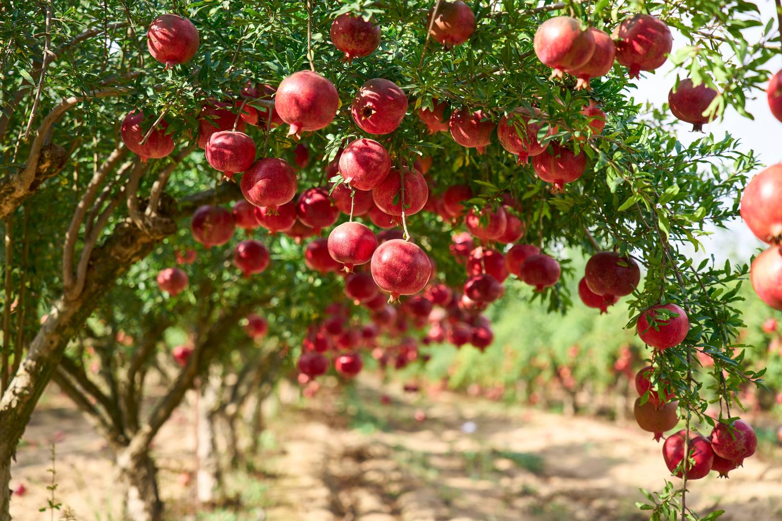 I frutti del melograno si differenziano tra una varietà e l'altra per dimensioni, colore, momento di maturazione e gusto più o meno acidulo o dolce. I frutti del melograno si differenziano tra una varietà e l'altra per dimensioni, colore, momento di maturazione e gusto più o meno acidulo o dolce.