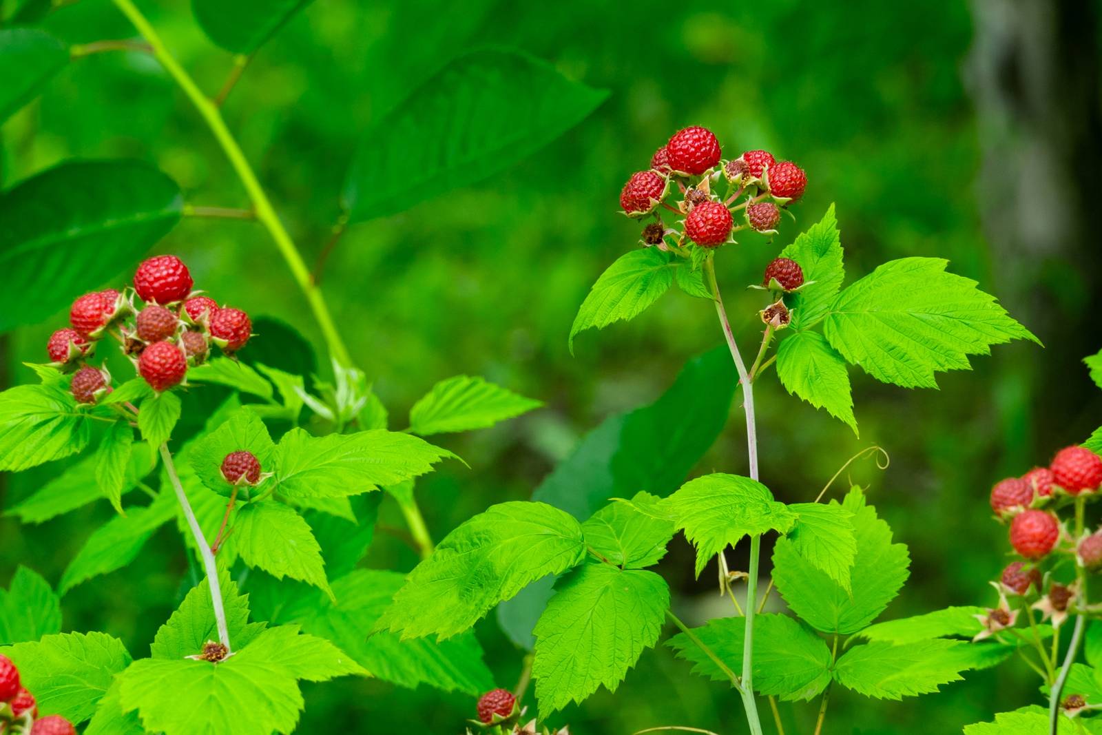 Sebbene il lampone sia comunemente conosciuto di colore rosso, esistono varietà di altre tonalità come il giallo.