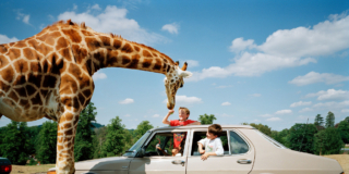 Martin Parr_Un parco safari_Inghilterra_Gran Bretagna_1994_Dal libro A to B Tales of Modern Motoring ©Martin ParrMagnum Photos
