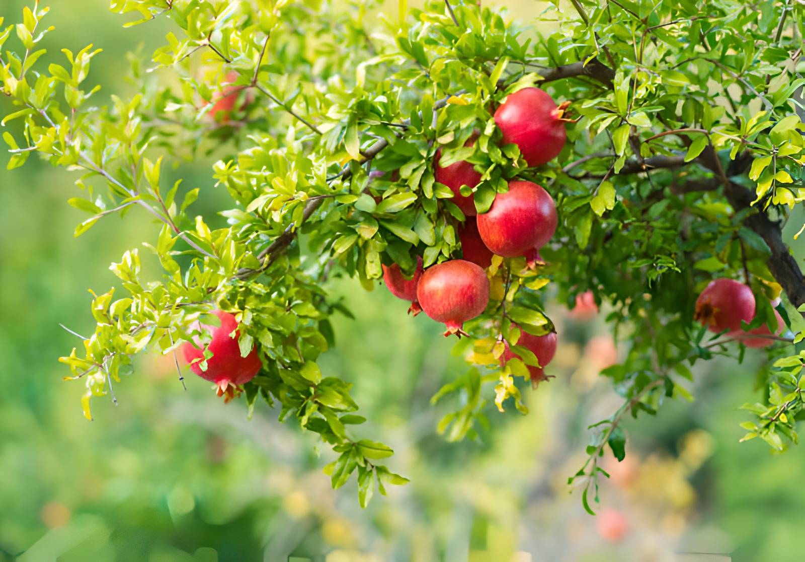 La melagrana è un frutto tipicamente autunnale: il periodo migliore per gustarla va da settembre a novembre. La melagrana è un frutto tipicamente autunnale: il periodo migliore per gustarla va da settembre a novembre.