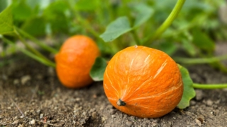 I frutti della zucca si raccolgono solitamente a partire dalla fine dell'estate fino a novembre. I frutti della zucca si raccolgono solitamente a partire dalla fine dell'estate fino a novembre.