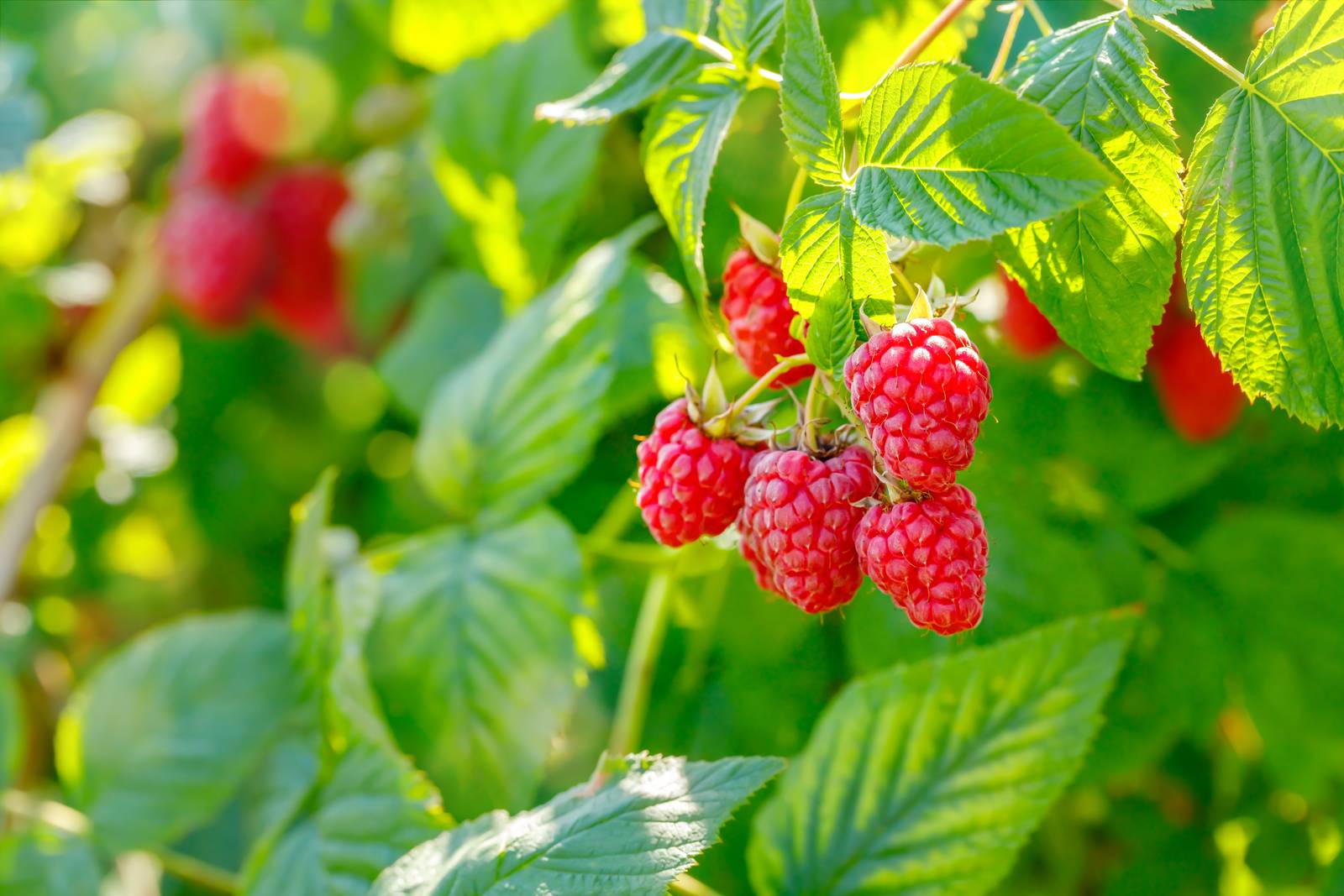 Affinché produca le sue squisite bacche, la pianta del lampone ha bisogno del pieno sole nelle zone dal clima fresco.