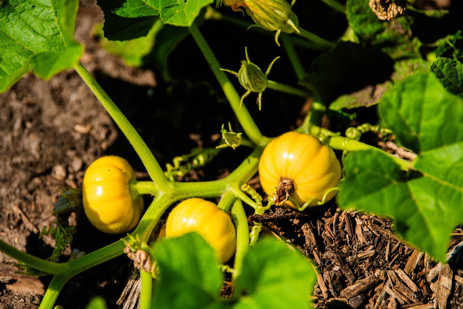 Il terreno ideale per coltivare la zucca deve essere fertile, morbido e ben drenato. Il terreno ideale per coltivare la zucca deve essere fertile, morbido e ben drenato.