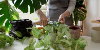 Potare il pothos Potare il pothos