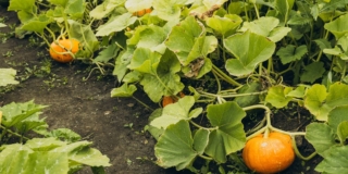 Zucca (pianta)