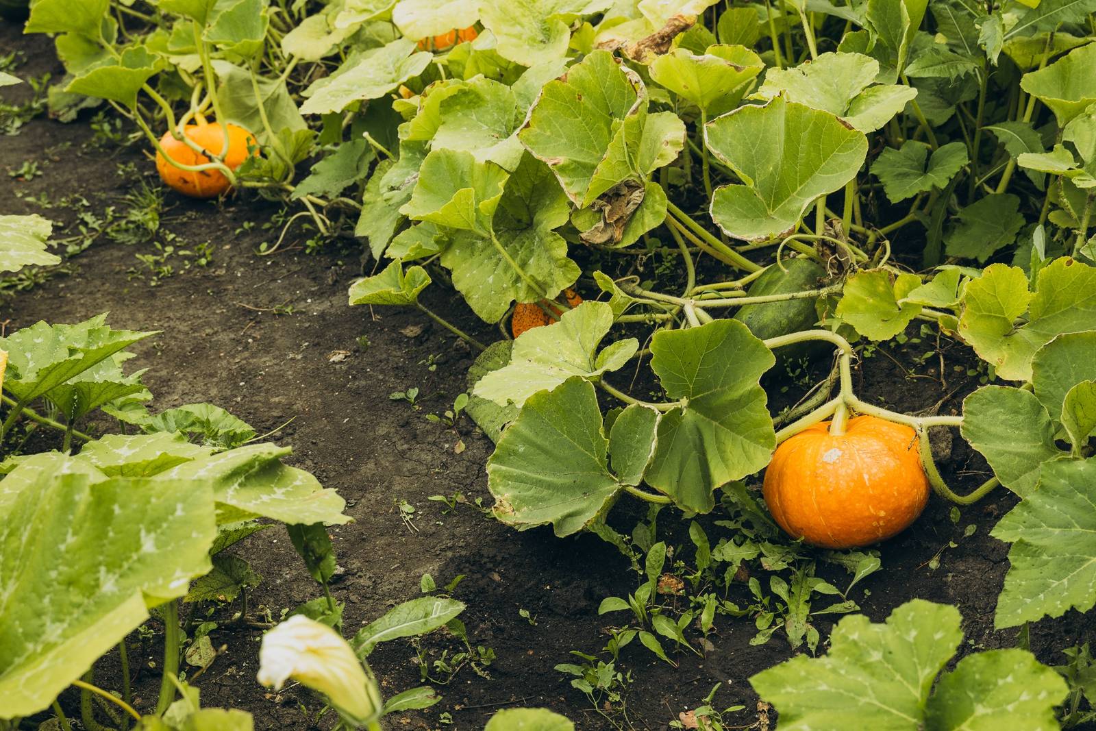 La zucca può considerarsi pronta per la raccolta quando il picciolo è completamente secco e la buccia risulta dura al tatto. La zucca può considerarsi pronta per la raccolta quando il picciolo è completamente secco e la buccia risulta dura al tatto.