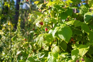 La pianta del lampone forma ricchi cespugli e non teme le basse temperature (solo le gelate primaverili).