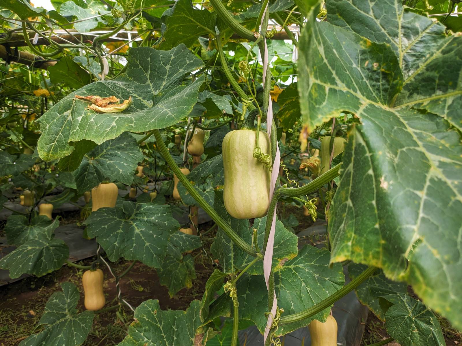 La zucca butternut, conosciuta soprattutto in Australia e Nuova Zelanda. La zucca butternut, conosciuta soprattutto in Australia e Nuova Zelanda.